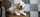élevage goldendoodle Bretagne, Goldendoodle France, chiots goldendoodle, prix goldendoodle, croisé caniche, chien hypoallergénique, chien qui ne perd pas ses poils, doodle, poodle, croisé golden, chien bretagne, labradoodle, croisé labrador