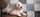 élevage goldendoodle Bretagne, Goldendoodle France, chiots goldendoodle, prix goldendoodle, croisé caniche, chien hypoallergénique, chien qui ne perd pas ses poils, doodle, poodle, croisé golden, chien bretagne, labradoodle, croisé labrador