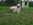 élevage goldendoodle Bretagne, Goldendoodle France, chiots goldendoodle, prix goldendoodle, croisé caniche, chien hypoallergénique, chien qui ne perd pas ses poils, doodle, poodle, croisé golden, chien bretagne, labradoodle, croisé labrador