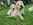 élevage goldendoodle Bretagne, Goldendoodle France, chiots goldendoodle, prix goldendoodle, croisé caniche, chien hypoallergénique, chien qui ne perd pas ses poils, doodle, poodle, croisé golden, chien bretagne, labradoodle, croisé labrador