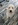 élevage goldendoodle Bretagne, Goldendoodle France, chiots goldendoodle, prix goldendoodle, croisé caniche, chien hypoallergénique, chien qui ne perd pas ses poils, doodle, poodle, croisé golden, chien bretagne, labradoodle, croisé labrador