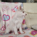 élevage pomsky france, pomsky france, chiot pomsky , pomsky bretagne, pomsky génétique, meilleur élevage de pomsky france, couleur pomsky, pomsky yeux bleus, chiots pomsky yeux bleu, alimentation Pomsky, prix Pomsky, meilleur élevage france pomsky, taille