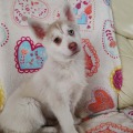 élevage pomsky france, pomsky france, chiot pomsky , pomsky bretagne, pomsky génétique, meilleur élevage de pomsky france, couleur pomsky, pomsky yeux bleus, chiots pomsky yeux bleu, alimentation Pomsky, prix Pomsky, meilleur élevage france pomsky, taille