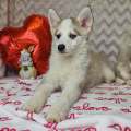 élevage pomsky france, pomsky france, chiot pomsky , pomsky bretagne, pomsky génétique, meilleur élevage de pomsky france, couleur pomsky, pomsky yeux bleus, chiots pomsky yeux bleu, alimentation Pomsky, prix Pomsky, meilleur élevage france pomsky, taille