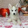 élevage pomsky france, pomsky france, chiot pomsky , pomsky bretagne, pomsky génétique, meilleur élevage de pomsky france, couleur pomsky, pomsky yeux bleus, chiots pomsky yeux bleu, alimentation Pomsky, prix Pomsky, meilleur élevage france pomsky, taille