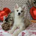 élevage pomsky france, pomsky france, chiot pomsky , pomsky bretagne, pomsky génétique, meilleur élevage de pomsky france, couleur pomsky, pomsky yeux bleus, chiots pomsky yeux bleu, alimentation Pomsky, prix Pomsky, meilleur élevage france pomsky, taille