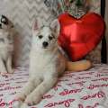 élevage pomsky france, pomsky france, chiot pomsky , pomsky bretagne, pomsky génétique, meilleur élevage de pomsky france, couleur pomsky, pomsky yeux bleus, chiots pomsky yeux bleu, alimentation Pomsky, prix Pomsky, meilleur élevage france pomsky, taille