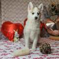 élevage pomsky france, pomsky france, chiot pomsky , pomsky bretagne, pomsky génétique, meilleur élevage de pomsky france, couleur pomsky, pomsky yeux bleus, chiots pomsky yeux bleu, alimentation Pomsky, prix Pomsky, meilleur élevage france pomsky, taille