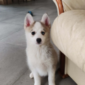 élevage pomsky france, pomsky france, chiot pomsky , pomsky bretagne, pomsky génétique, meilleur élevage de pomsky france, couleur pomsky, pomsky yeux bleus, chiots pomsky yeux bleu, alimentation Pomsky, prix Pomsky, meilleur élevage france pomsky, taille