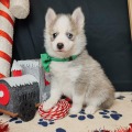 élevage pomsky france, pomsky france, chiot pomsky , pomsky bretagne, pomsky génétique, meilleur élevage de pomsky france, couleur pomsky, pomsky yeux bleus, chiots pomsky yeux bleu, alimentation Pomsky, prix Pomsky, meilleur élevage france pomsky, taille