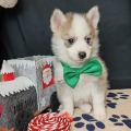 élevage pomsky france, pomsky france, chiot pomsky , pomsky bretagne, pomsky génétique, meilleur élevage de pomsky france, couleur pomsky, pomsky yeux bleus, chiots pomsky yeux bleu, alimentation Pomsky, prix Pomsky, meilleur élevage france pomsky, taille
