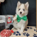 élevage pomsky france, pomsky france, chiot pomsky , pomsky bretagne, pomsky génétique, meilleur élevage de pomsky france, couleur pomsky, pomsky yeux bleus, chiots pomsky yeux bleu, alimentation Pomsky, prix Pomsky, meilleur élevage france pomsky, taille