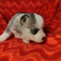 élevage pomsky france, pomsky france, chiot pomsky , pomsky bretagne, pomsky génétique, meilleur élevage de pomsky france, couleur pomsky, pomsky yeux bleus, chiots pomsky yeux bleu, alimentation Pomsky, prix Pomsky, meilleur élevage france pomsky, taille