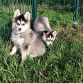 élevage pomsky france, pomsky france, chiot pomsky , pomsky bretagne, pomsky génétique, meilleur élevage de pomsky france, couleur pomsky, pomsky yeux bleus, chiots pomsky yeux bleu, alimentation Pomsky, prix Pomsky, meilleur élevage france pomsky, taille