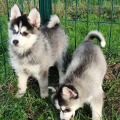 élevage pomsky france, pomsky france, chiot pomsky , pomsky bretagne, pomsky génétique, meilleur élevage de pomsky france, couleur pomsky, pomsky yeux bleus, chiots pomsky yeux bleu, alimentation Pomsky, prix Pomsky, meilleur élevage france pomsky, taille