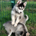 élevage pomsky france, pomsky france, chiot pomsky , pomsky bretagne, pomsky génétique, meilleur élevage de pomsky france, couleur pomsky, pomsky yeux bleus, chiots pomsky yeux bleu, alimentation Pomsky, prix Pomsky, meilleur élevage france pomsky, taille