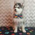 élevage pomsky france, pomsky france, chiot pomsky , pomsky bretagne, pomsky génétique, meilleur élevage de pomsky france, couleur pomsky, pomsky yeux bleus, chiots pomsky yeux bleu, alimentation Pomsky, prix Pomsky, meilleur élevage france pomsky, taille