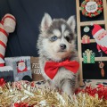 élevage pomsky france, pomsky france, chiot pomsky , pomsky bretagne, pomsky génétique, meilleur élevage de pomsky france, couleur pomsky, pomsky yeux bleus, chiots pomsky yeux bleu, alimentation Pomsky, prix Pomsky, meilleur élevage france pomsky, taille