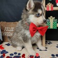 élevage pomsky france, pomsky france, chiot pomsky , pomsky bretagne, pomsky génétique, meilleur élevage de pomsky france, couleur pomsky, pomsky yeux bleus, chiots pomsky yeux bleu, alimentation Pomsky, prix Pomsky, meilleur élevage france pomsky, taille