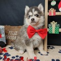 élevage pomsky france, pomsky france, chiot pomsky , pomsky bretagne, pomsky génétique, meilleur élevage de pomsky france, couleur pomsky, pomsky yeux bleus, chiots pomsky yeux bleu, alimentation Pomsky, prix Pomsky, meilleur élevage france pomsky, taille