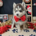 élevage pomsky france, pomsky france, chiot pomsky , pomsky bretagne, pomsky génétique, meilleur élevage de pomsky france, couleur pomsky, pomsky yeux bleus, chiots pomsky yeux bleu, alimentation Pomsky, prix Pomsky, meilleur élevage france pomsky, taille