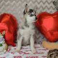 élevage pomsky france, pomsky france, chiot pomsky , pomsky bretagne, pomsky génétique, meilleur élevage de pomsky france, couleur pomsky, pomsky yeux bleus, chiots pomsky yeux bleu, alimentation Pomsky, prix Pomsky, meilleur élevage france pomsky, taille