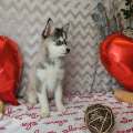 élevage pomsky france, pomsky france, chiot pomsky , pomsky bretagne, pomsky génétique, meilleur élevage de pomsky france, couleur pomsky, pomsky yeux bleus, chiots pomsky yeux bleu, alimentation Pomsky, prix Pomsky, meilleur élevage france pomsky, taille