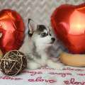 élevage pomsky france, pomsky france, chiot pomsky , pomsky bretagne, pomsky génétique, meilleur élevage de pomsky france, couleur pomsky, pomsky yeux bleus, chiots pomsky yeux bleu, alimentation Pomsky, prix Pomsky, meilleur élevage france pomsky, taille