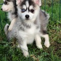 élevage pomsky france, pomsky france, chiot pomsky , pomsky bretagne, pomsky génétique, meilleur élevage de pomsky france, couleur pomsky, pomsky yeux bleus, chiots pomsky yeux bleu, alimentation Pomsky, prix Pomsky, meilleur élevage france pomsky, taille