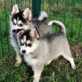 élevage pomsky france, pomsky france, chiot pomsky , pomsky bretagne, pomsky génétique, meilleur élevage de pomsky france, couleur pomsky, pomsky yeux bleus, chiots pomsky yeux bleu, alimentation Pomsky, prix Pomsky, meilleur élevage france pomsky, taille