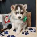 élevage pomsky france, pomsky france, chiot pomsky , pomsky bretagne, pomsky génétique, meilleur élevage de pomsky france, couleur pomsky, pomsky yeux bleus, chiots pomsky yeux bleu, alimentation Pomsky, prix Pomsky, meilleur élevage france pomsky, taille