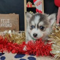 élevage pomsky france, pomsky france, chiot pomsky , pomsky bretagne, pomsky génétique, meilleur élevage de pomsky france, couleur pomsky, pomsky yeux bleus, chiots pomsky yeux bleu, alimentation Pomsky, prix Pomsky, meilleur élevage france pomsky, taille