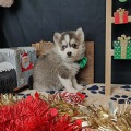 élevage pomsky france, pomsky france, chiot pomsky , pomsky bretagne, pomsky génétique, meilleur élevage de pomsky france, couleur pomsky, pomsky yeux bleus, chiots pomsky yeux bleu, alimentation Pomsky, prix Pomsky, meilleur élevage france pomsky, taille