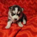 élevage pomsky france, pomsky france, chiot pomsky , pomsky bretagne, pomsky génétique, meilleur élevage de pomsky france, couleur pomsky, pomsky yeux bleus, chiots pomsky yeux bleu, alimentation Pomsky, prix Pomsky, meilleur élevage france pomsky, taille