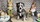 élevage pomsky france, pomsky france, chiot pomsky , pomsky bretagne, pomsky génétique, meilleur élevage de pomsky france, couleur pomsky, pomsky yeux bleus, chiots pomsky yeux bleu, alimentation Pomsky, prix Pomsky, meilleur élevage france pomsky, taille