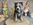 élevage pomsky france, pomsky france, chiot pomsky , pomsky bretagne, pomsky génétique, meilleur élevage de pomsky france, couleur pomsky, pomsky yeux bleus, chiots pomsky yeux bleu, alimentation Pomsky, prix Pomsky, meilleur élevage france pomsky, taille