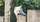 élevage pomsky france, pomsky france, chiot pomsky , pomsky bretagne, pomsky génétique, meilleur élevage de pomsky france, couleur pomsky, pomsky yeux bleus, chiots pomsky yeux bleu, alimentation Pomsky, prix Pomsky, meilleur élevage france pomsky, taille