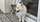 élevage pomsky france, pomsky france, chiot pomsky , pomsky bretagne, pomsky génétique, meilleur élevage de pomsky france, couleur pomsky, pomsky yeux bleus, chiots pomsky yeux bleu, alimentation Pomsky, prix Pomsky, meilleur élevage france pomsky, taille