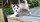 élevage pomsky france, pomsky france, chiot pomsky , pomsky bretagne, pomsky génétique, meilleur élevage de pomsky france, couleur pomsky, pomsky yeux bleus, chiots pomsky yeux bleu, alimentation Pomsky, prix Pomsky, meilleur élevage france pomsky, taille