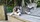 élevage pomsky france, pomsky france, chiot pomsky , pomsky bretagne, pomsky génétique, meilleur élevage de pomsky france, couleur pomsky, pomsky yeux bleus, chiots pomsky yeux bleu, alimentation Pomsky, prix Pomsky, meilleur élevage france pomsky, taille
